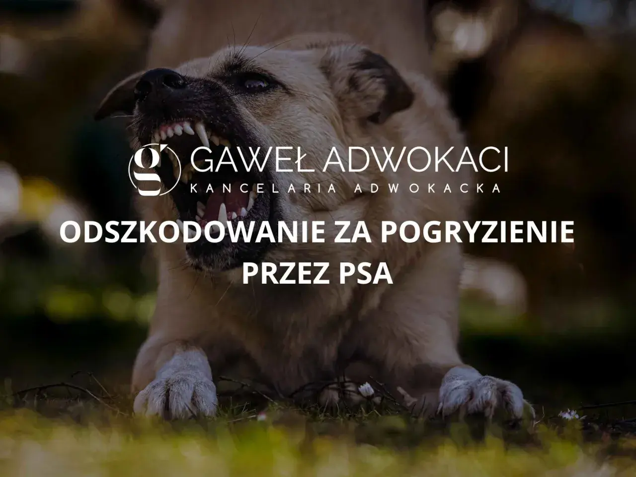 Agresywny pies z kłami na wierzchu. Tekst: "Odszkodowanie za pogryzienie przez psa".