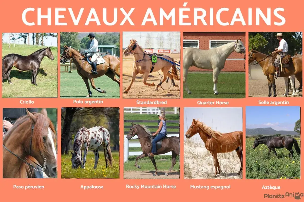 Collection de chevaux américains : Criollo, Polo argentin, Standardbred, Quarter Horse, Selle argentin, Paso péruvien, Appaloosa, Rocky Mountain Horse, Mustang espagnol, Aztèque.