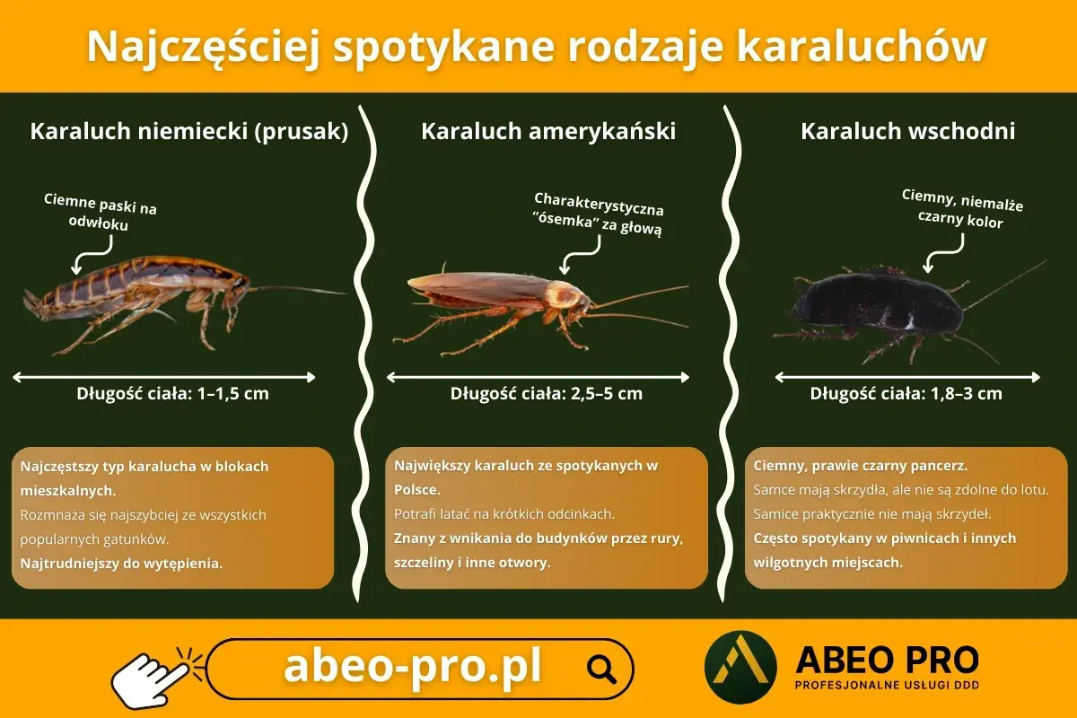 Trzy rodzaje karaluchów: prusak, amerykański i wschodni, z opisami i wymiarami.