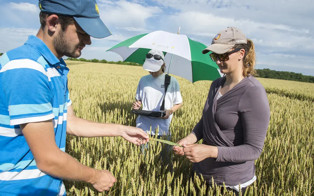 Trois personnes examinent une tige de blé dans un champ, un projet de recherche agricole en cours.
