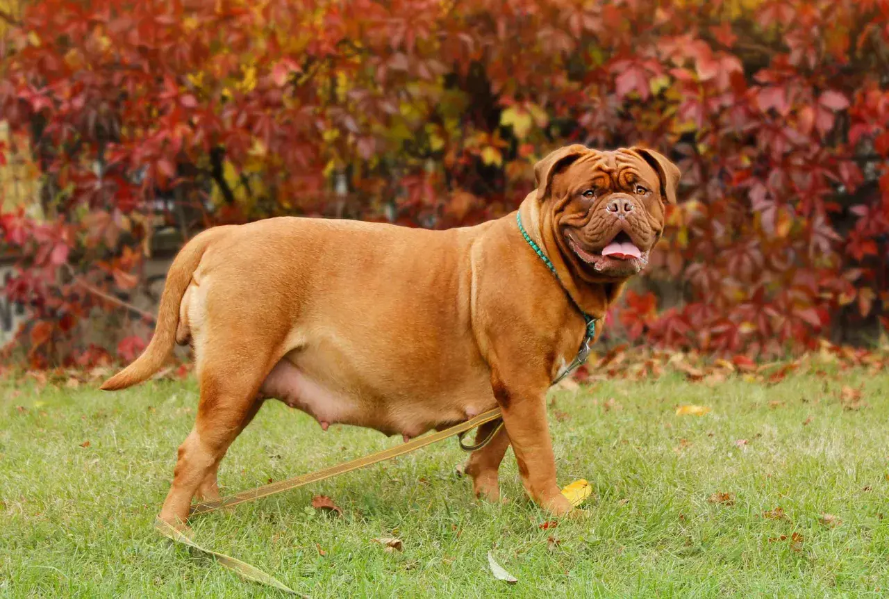 Perra Dogo de Burdeos con abdomen visible, indicativo de cómo saber si mi perra está embarazada. Fondo de hojas otoñales.