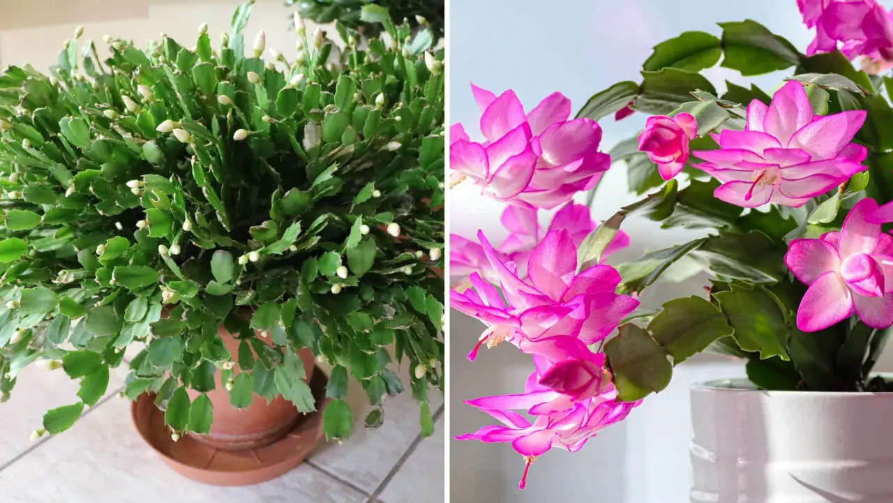 En grön kaktus med många knoppar och en annan kaktus med vackra rosa kaktus blommor.
