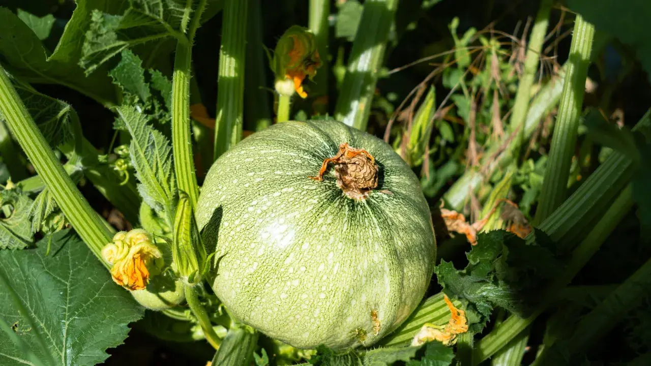 Une courgette de Nice ronde et verte, parsemée de petites taches claires, pousse au milieu de feuilles luxuriantes et de fleurs jaunes orangées.