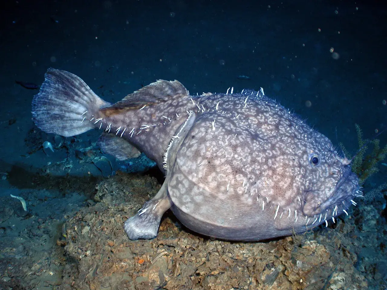 Dziwny, cętkowany stwór morski z białymi kolcami. Czy ryby są zmiennocieplne? To pytanie nurtuje naukowców od lat, a ten głębinowy mieszkaniec oceanu może być kluczem do odpowiedzi.