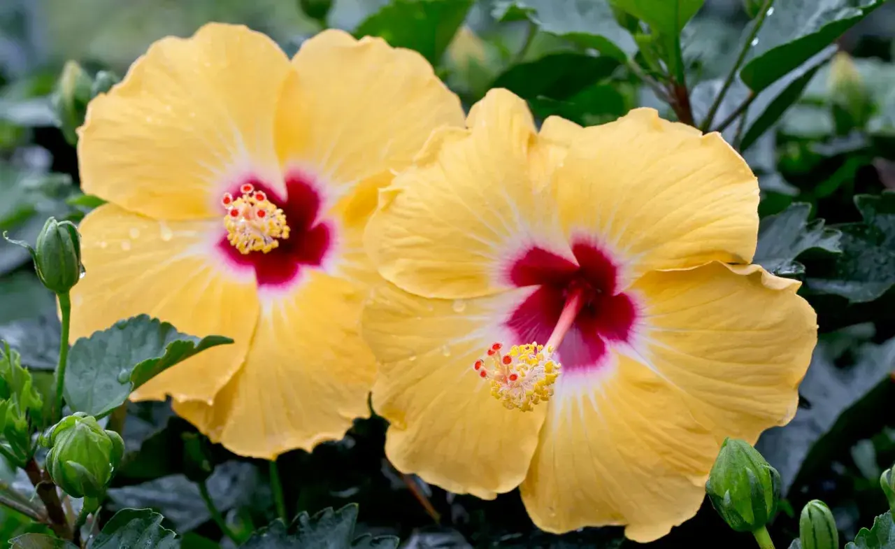 Zwei leuchtend gelbe Hibiskusblüten mit rotem Zentrum und grünen Knospen. Der ideale hibiskus standort ist sonnig und warm.
