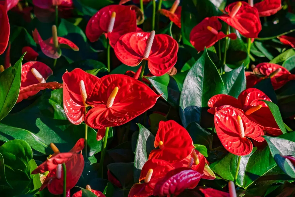 Un parterre luxuriant d'anthurium rouge vif, leurs spathes brillantes contrastant avec le feuillage vert profond.