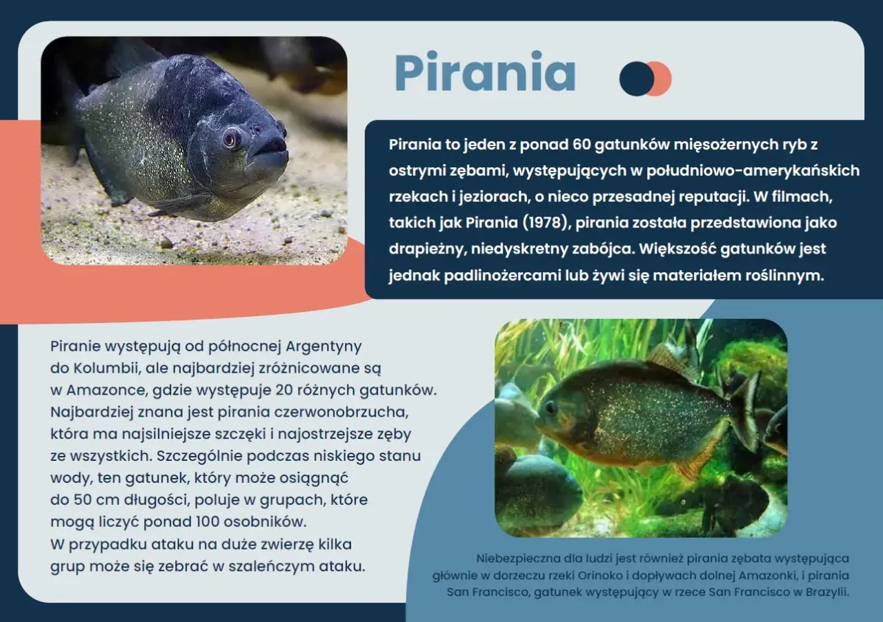 Ciekawostki o rybach: pirania z ostrymi zębami, drapieżnik z Amazonki, choć większość gatunków żywi się roślinami.