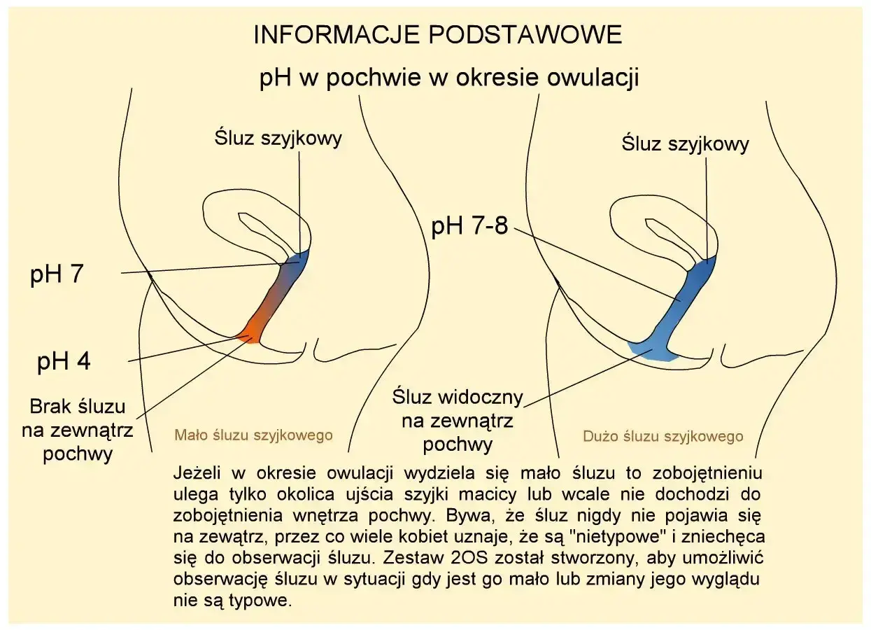Schemat przedstawia zmiany pH i śluzu szyjkowego w pochwie podczas owulacji, kluczowe dla określenia dni płodnych.
