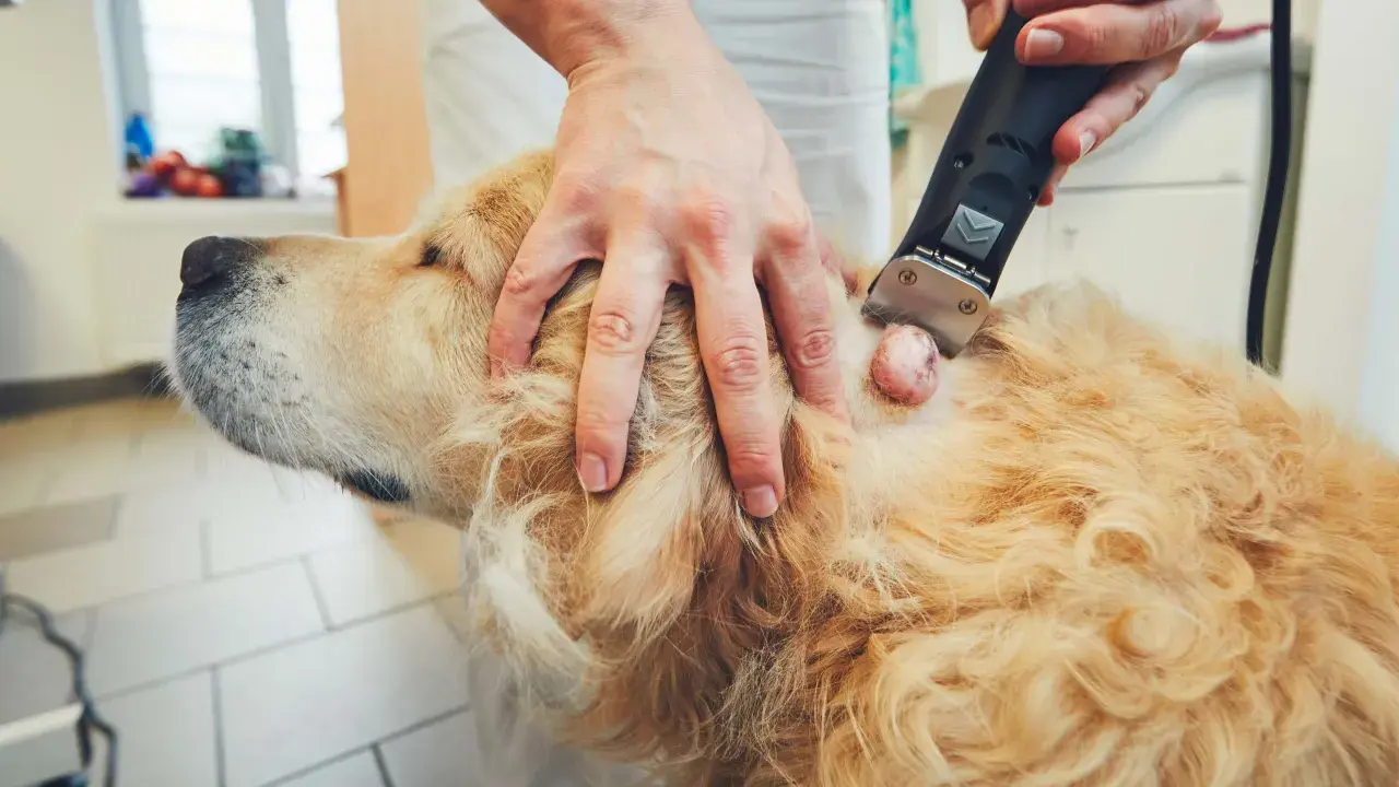 Weterynarz bada ruchomy guzek pod skórą u psa rasy golden retriever, przygotowując się do jego usunięcia.