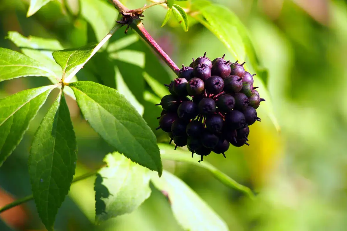 Grappolo di bacche scure, forse del ginseng siberiano, su un ramo con foglie verdi e sfondo sfocato.