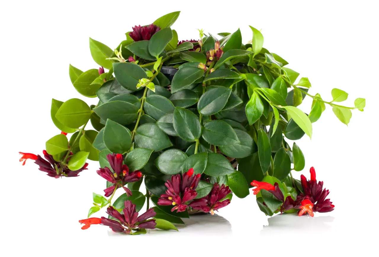 Aeschynanthus marmoratus z ciemnozielonymi liśćmi i jaskrawoczerwonymi kwiatami w kształcie tuby, tworzący bujną kaskadę.