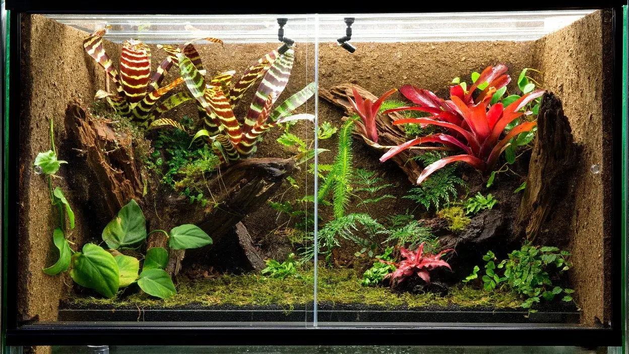 Jak zrobić terrarium dla ślimaka - Proste błędy, których unikniesz