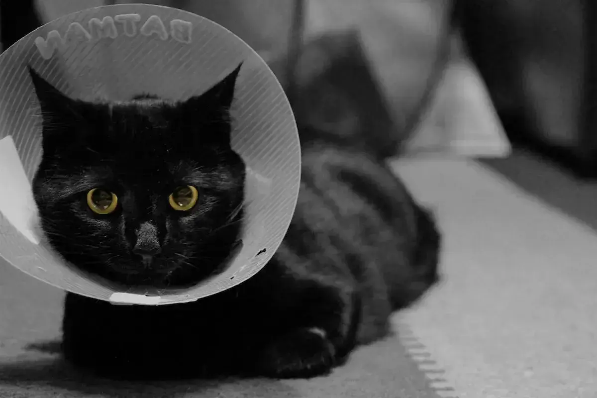 Chatte noire aux yeux d'or, portant une collerette après stérilisation. Elle semble un peu perdue.