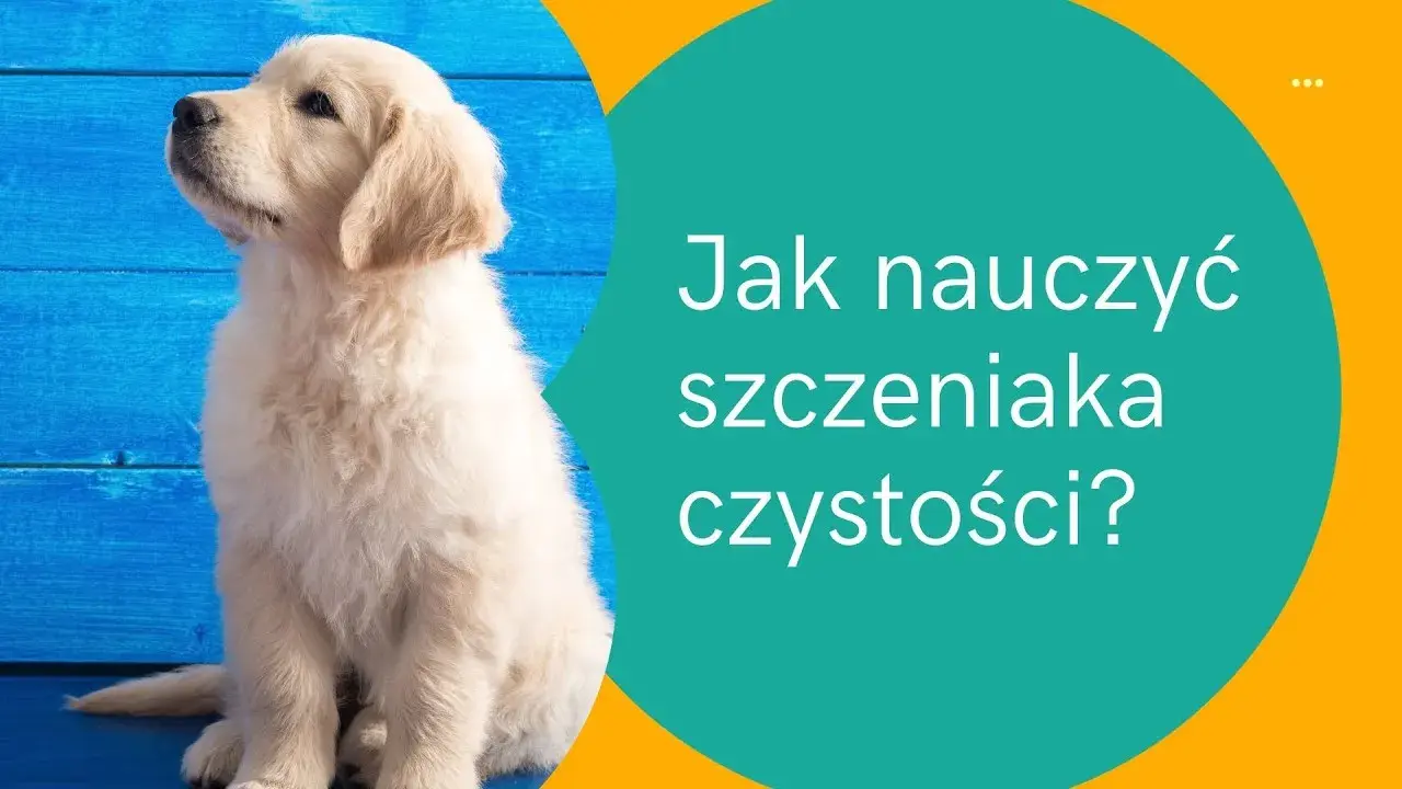 Jak nauczyć szczeniaka czystości - skuteczne metody i porady