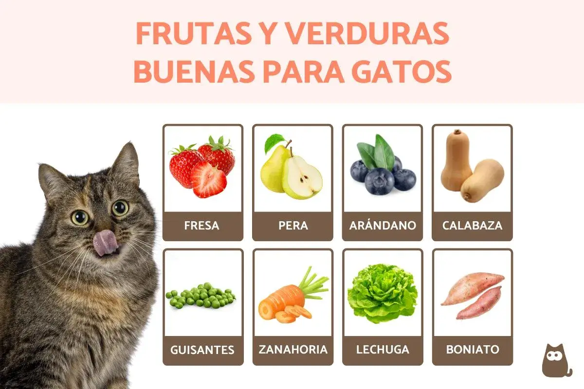 Un gato curioso mira fresas, peras, arándanos, calabaza, guisantes, zanahoria, lechuga y boniato, mostrando qué comen los gatos.