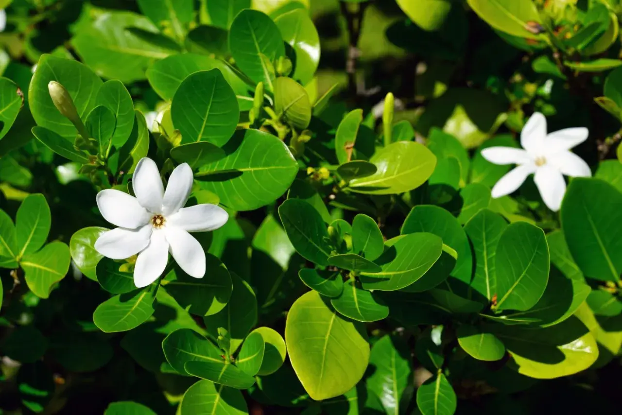 Białe kwiaty gardenia tahitańska wśród bujnych, zielonych liści.
