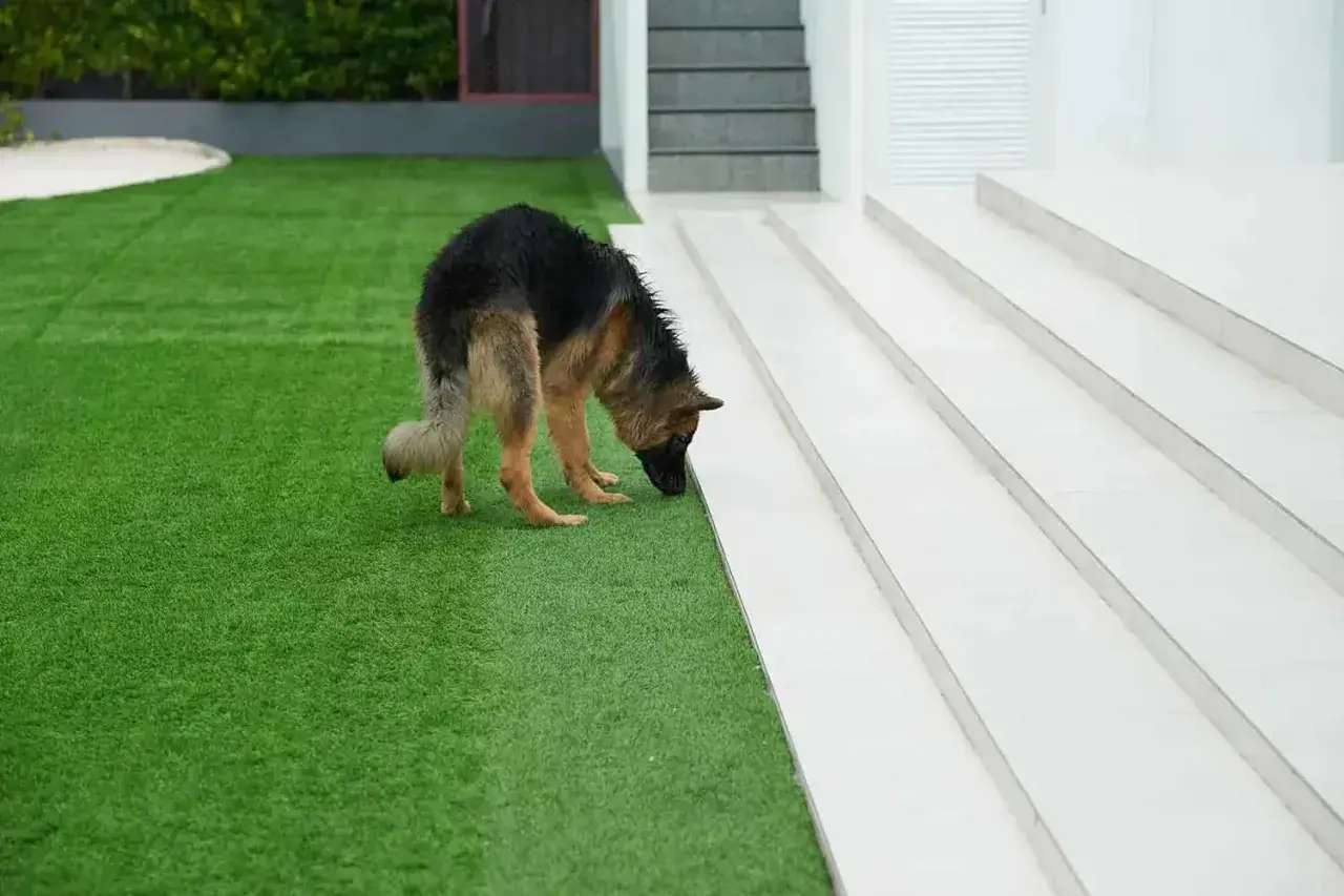 Pastor alemán olfateando césped artificial. Si tu perro hace pipí, así es como limpiar césped artificial de pipí de perro.