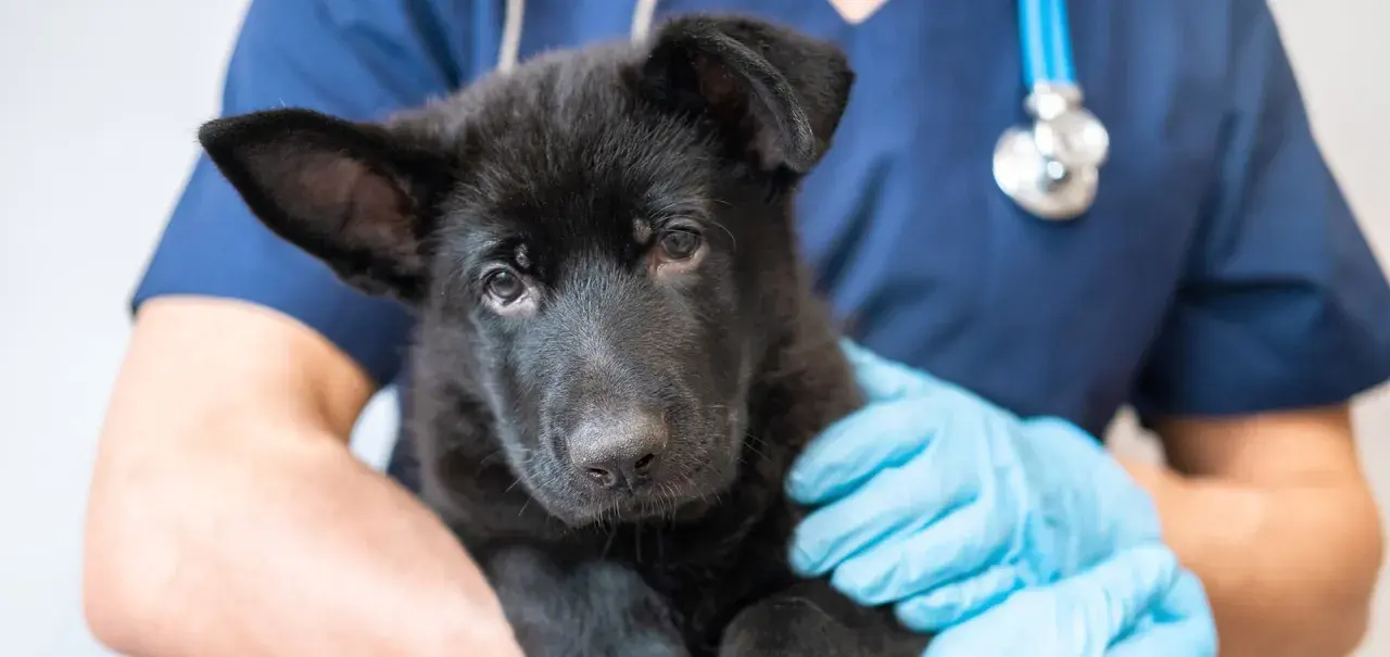 A black German Shepherd puppy is held by a veterinarian wearing blue gloves and a stethoscope, ready for its dog vaccines.