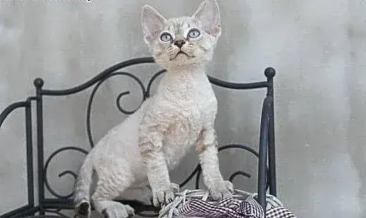 Devon Rex w śląskim – Gdzie znaleźć zdrowe kocięta z rodowodem