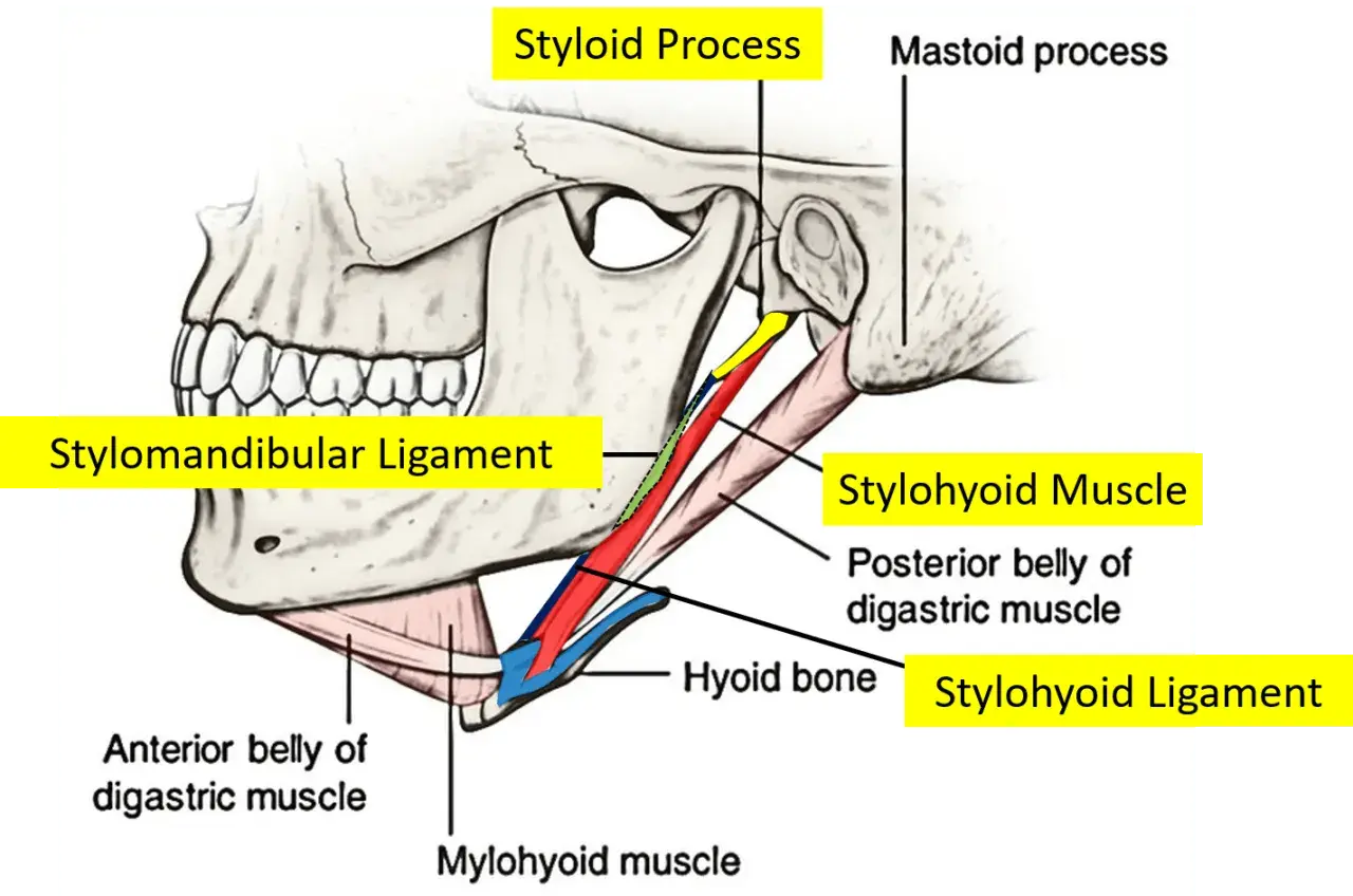 Text excerpt highlighting differential diagnoses for orofacial and cervical pain, including Eagle syndrome.