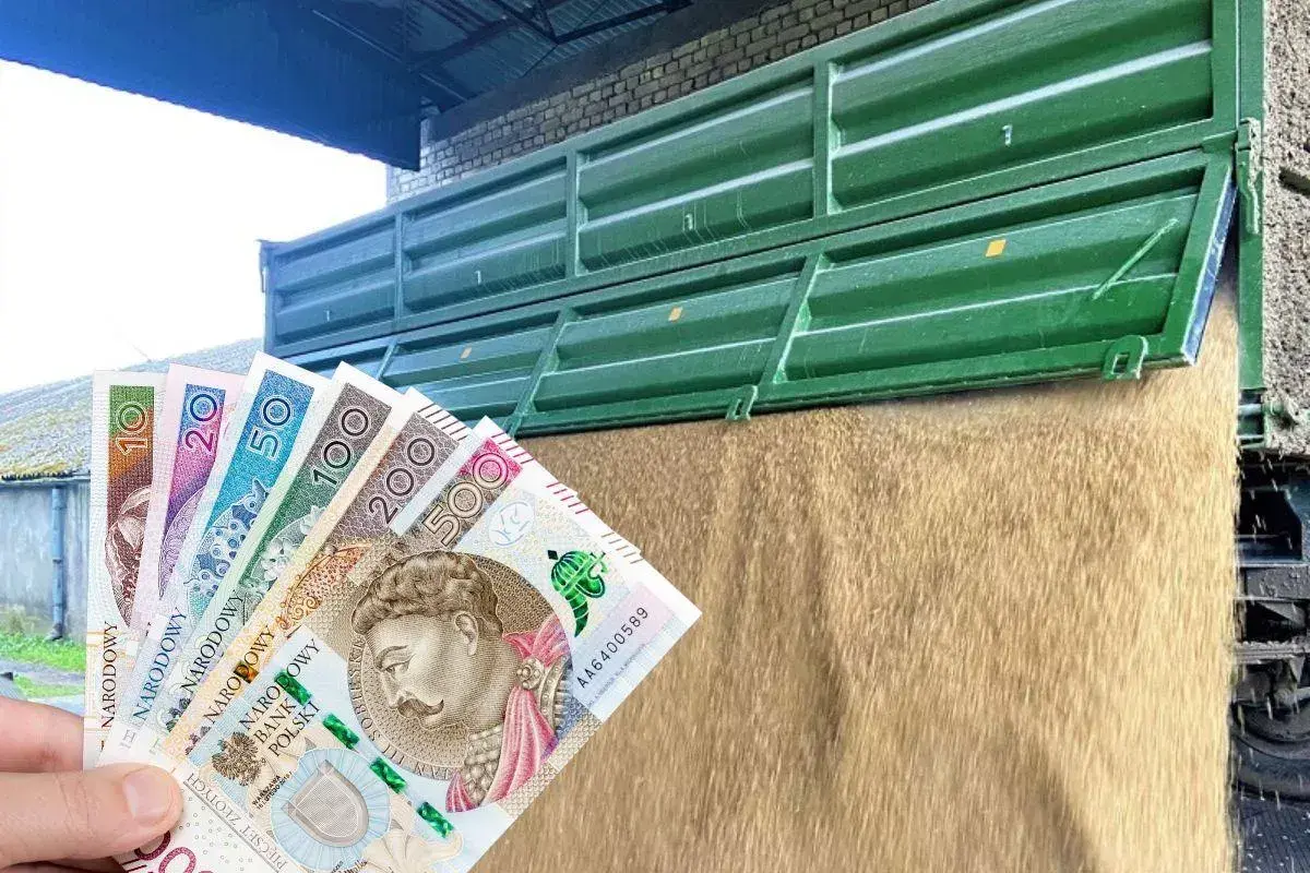 Zboże wysypujące się z przyczepy, w tle polskie banknoty. Widać, że cena owsa jest wysoka.
