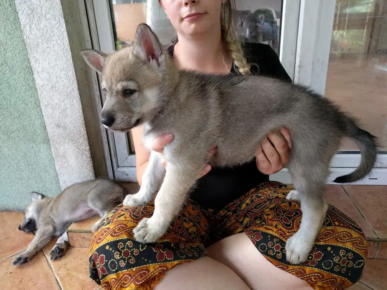 Dziewczyna trzyma szczenię wilczaka amerykańskiego. Obok śpi drugi maluch.