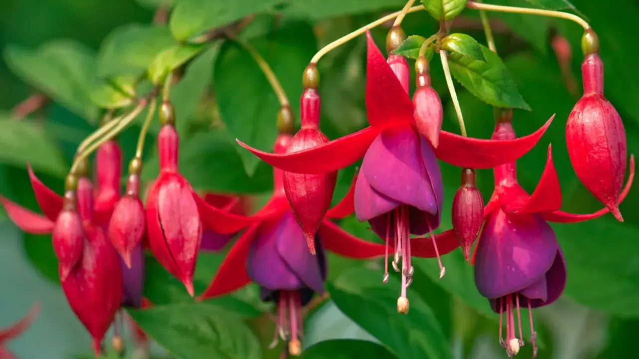 Colgantes pendientes de la reina planta, con pétalos rojos y morados, adornan un jardín exuberante.