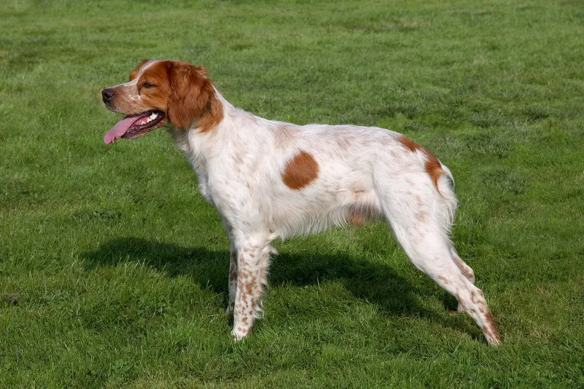 Un perro bretón, con su pelaje blanco y manchas naranjas, descansa en la hierba verde, con la lengua fuera y la mirada atenta.