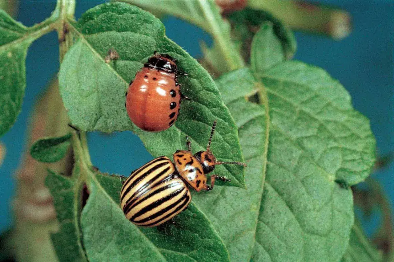 Due coleotteri dorifora su una foglia di patata. Uno è arancione con macchie nere, l'altro è giallo a strisce nere.