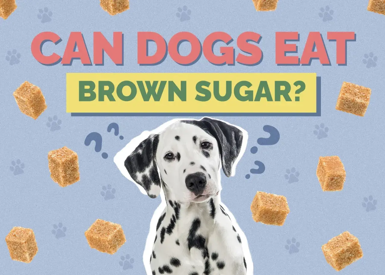 A Dalmatian dog looks confused surrounded by brown sugar cubes and question marks, asking "Can dogs have brown sugar?