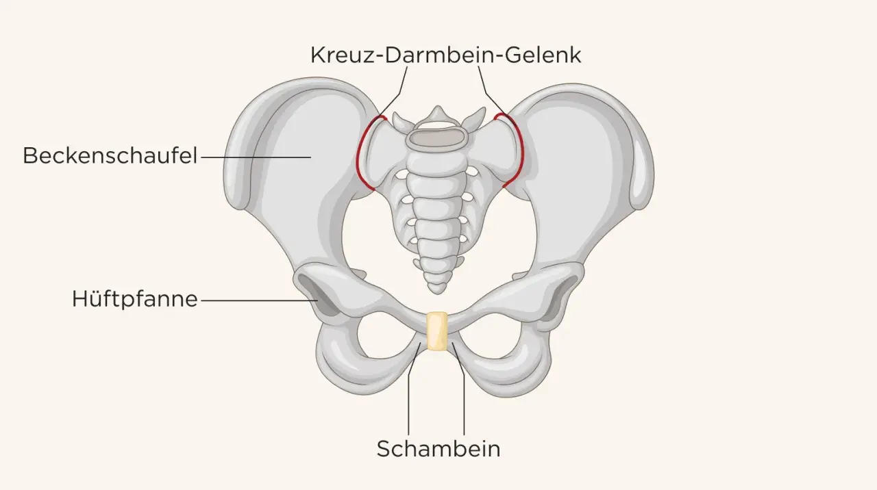 Beckenknochen mit Beschriftungen: Beckenschaufel, Hüftpfanne, Kreuz-Darmbein-Gelenk und Schambein. Einrenken ist hier wichtig.