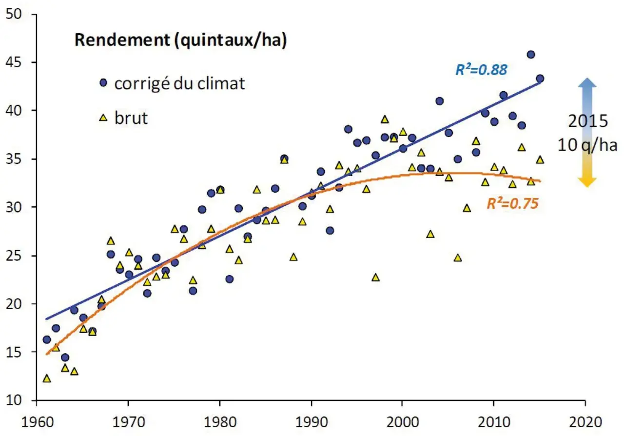Graphique montrant l'évolution du rendement du blé tendre de 1960 à 2020. Les points bleus représentent le rendement corrigé du climat, les triangles jaunes le rendement brut.