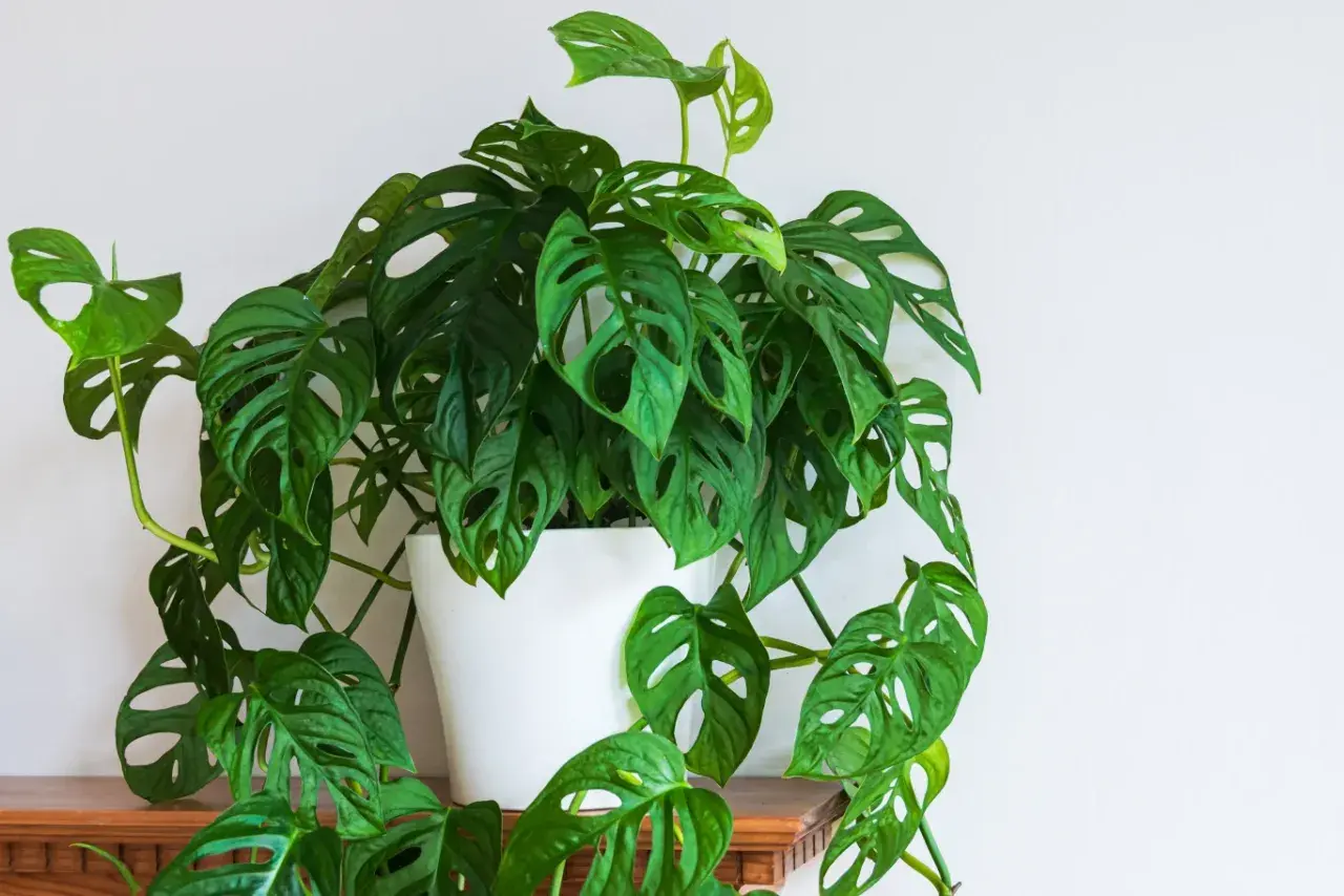 Monstera adansonii z nowymi, jasnozielonymi liśćmi, które właśnie wypuszcza, tworząc bujną kaskadę.