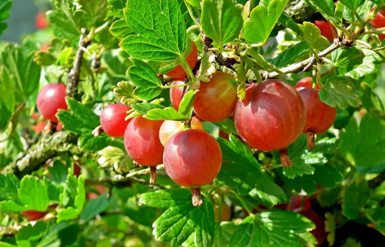 Reife, rote Stachelbeeren hängen an einem Strauch. Verschiedene Stachelbeere Sorten reifen im Sommer.