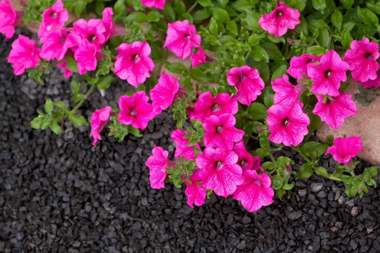 Rosa surfinia blommar över mörk sten. En fin skillnad på surfinia och petunia är hur de växer.