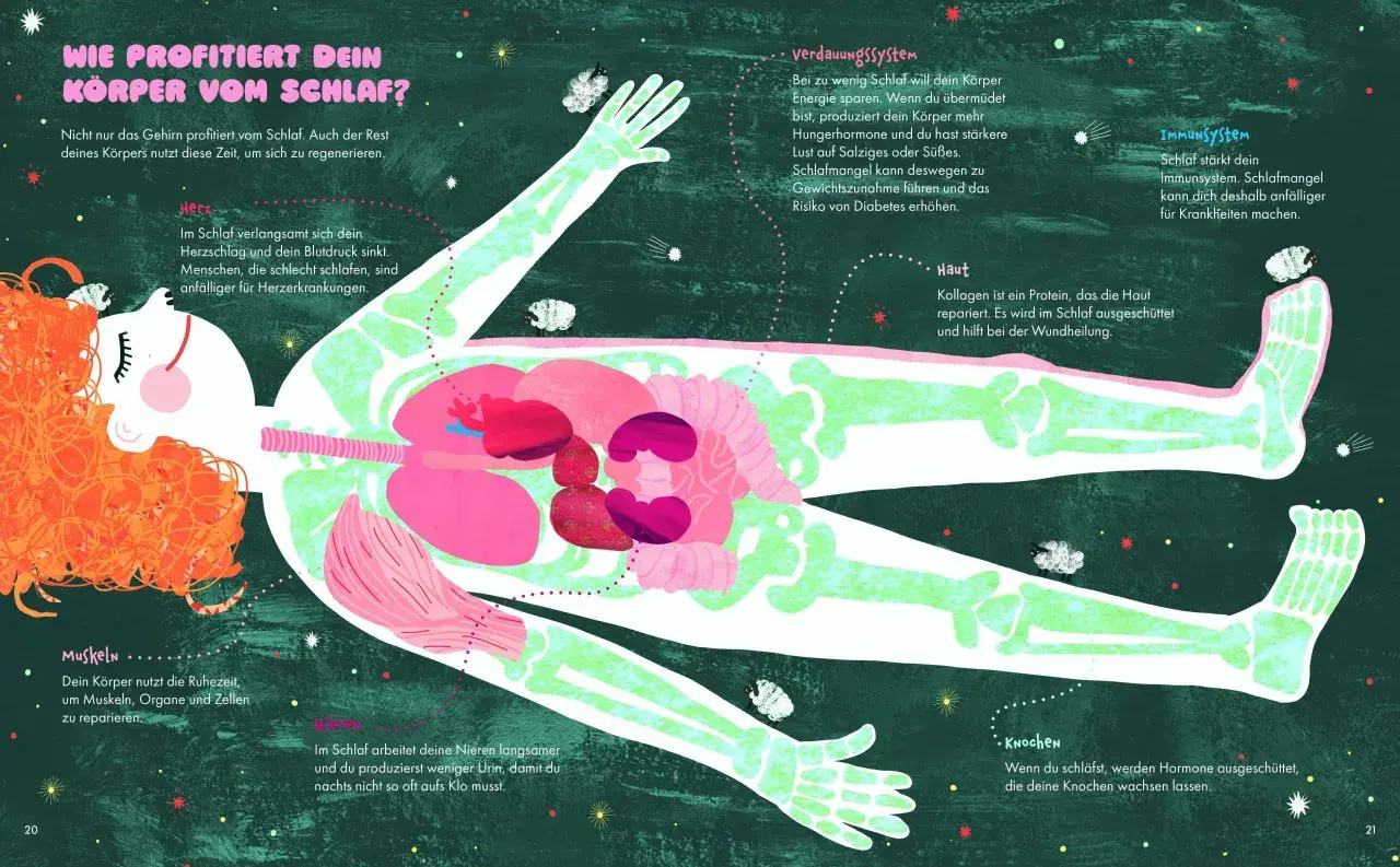 Illustration zeigt einen menschlichen Körper im Schlaf, dessen Organe und Knochen hervorgehoben sind. Schlaf ist wichtig für die Regeneration.
