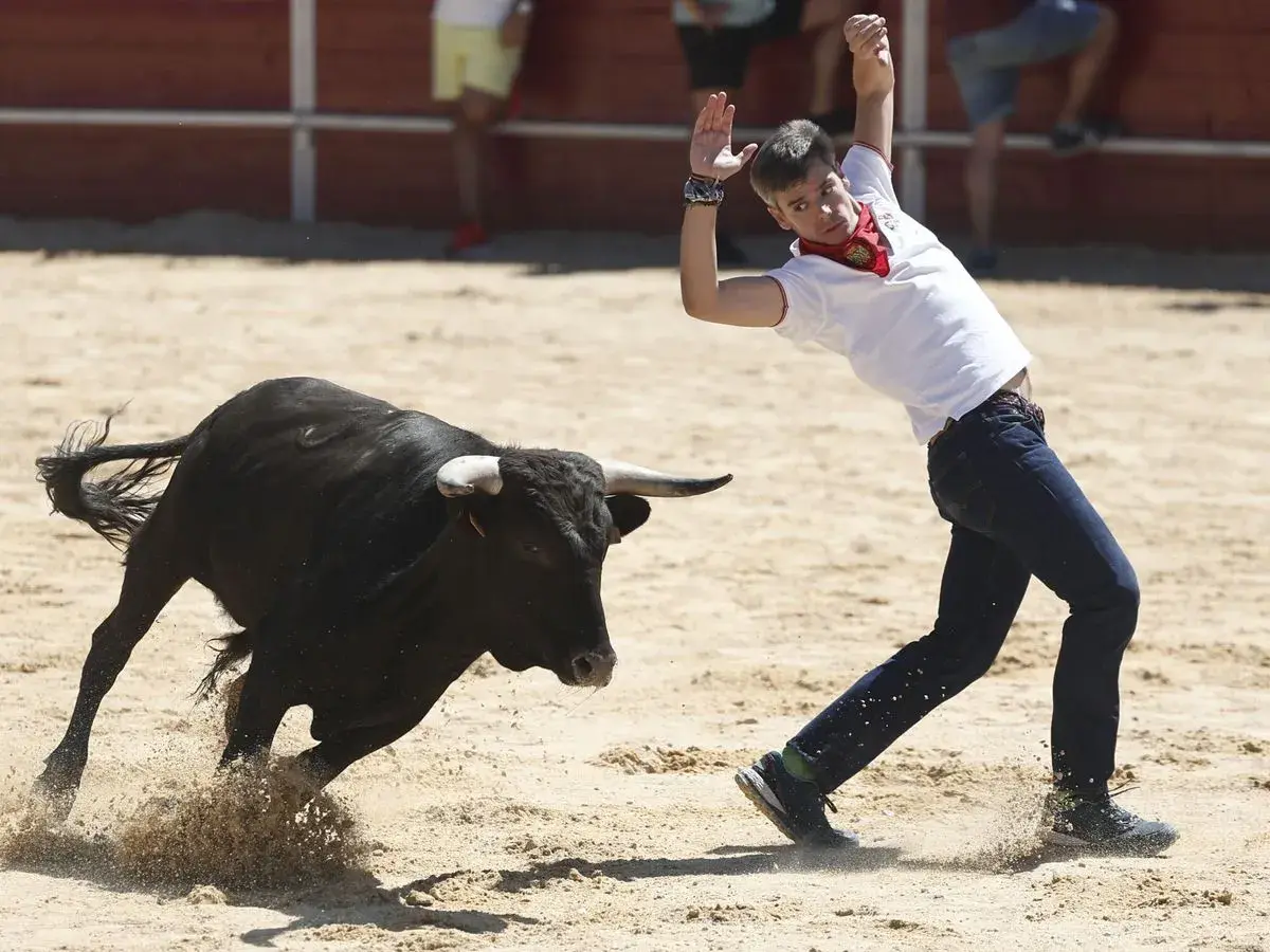 Un joven esquiva un toro bravo en la plaza. Consulta el **horario vaquillas Zaragoza** para no perdértelo.