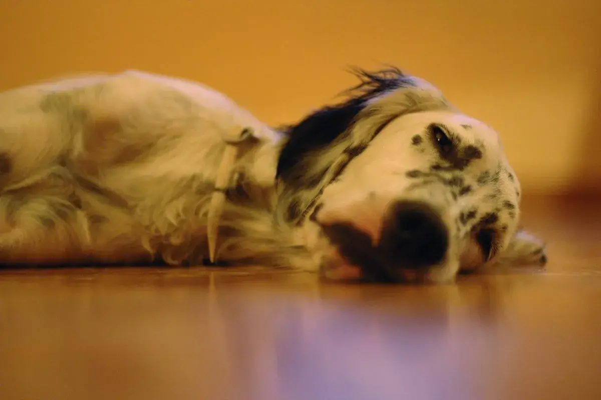 Un perro dálmata en letargo, descansando plácidamente sobre un suelo de madera.