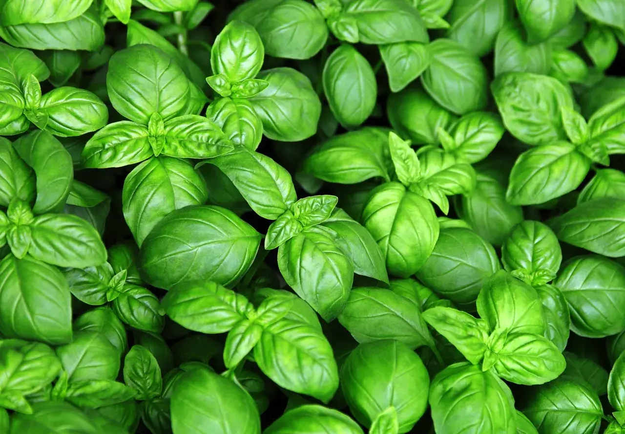 Świeża bazylia, idealna do pesto. Gdzie kupić? W sklepach ogrodniczych lub na targu.