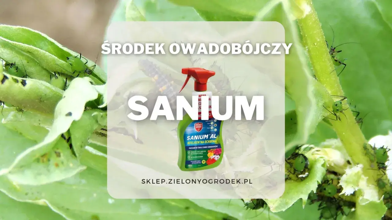 Zielone mszyce na liściach. Obok butelka środka owadobójczego Sanium, który pomoże w walce ze szkodnikami.