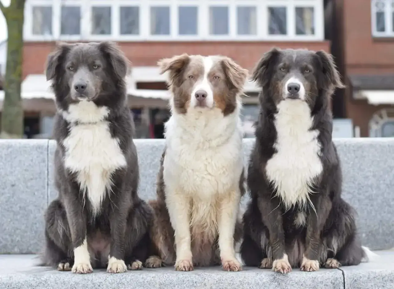 Drei Hunde mit unterschiedlichen australian shepherd farben sitzen nebeneinander. Links ein grauer, in der Mitte ein braun-weißer und rechts ein schwarz-weißer.