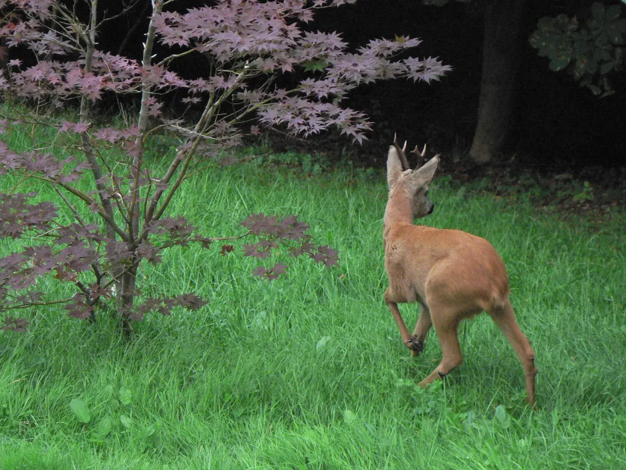 Ein junges Reh mit Geweih rennt über eine grüne Wiese. Es sucht nach leckerem rehe futter unter dem japanischen Ahorn.