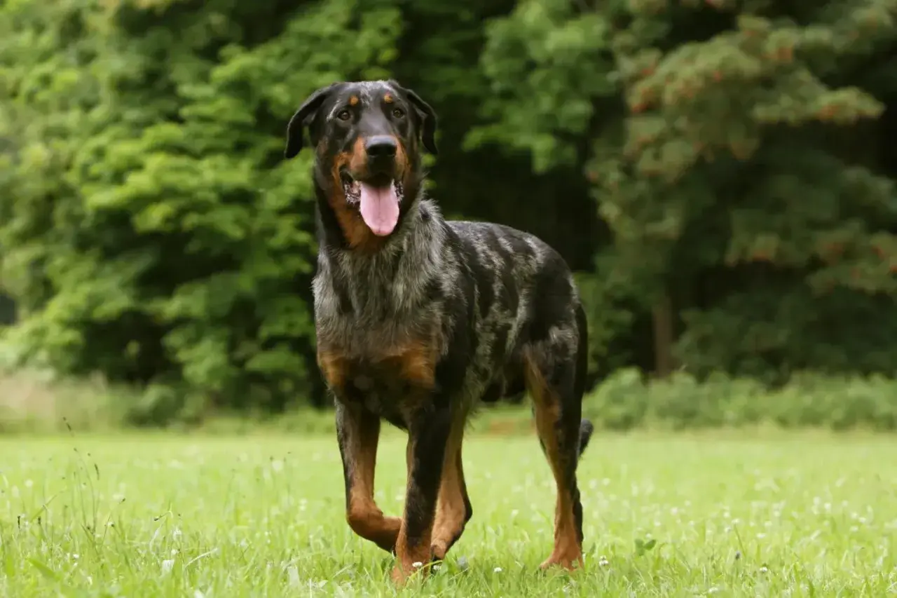 Piękny owczarek francuski beauceron z merle umaszczeniem, z językiem na wierzchu, stoi na zielonej łące.