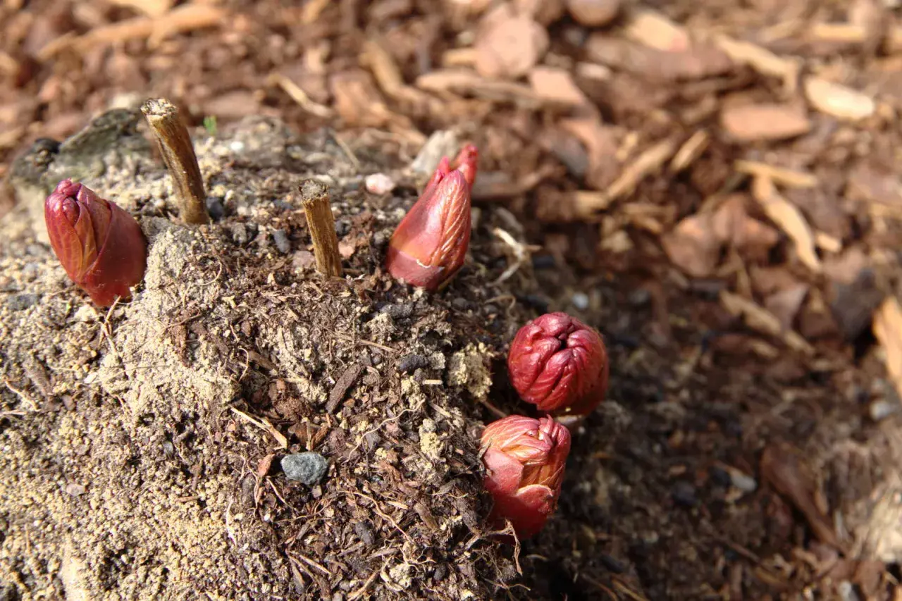 Rote Pfingstrosen-Knospen sprießen aus der Erde. Ein Zeichen, dass die Pfingstrosen vermehren und bald blühen werden.