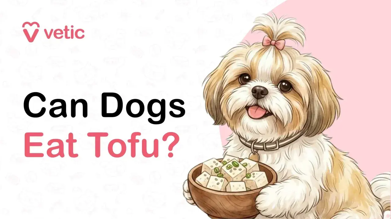 A cute Shih Tzu dog holds a bowl of tofu, asking "Can Dogs Eat Tofu?".