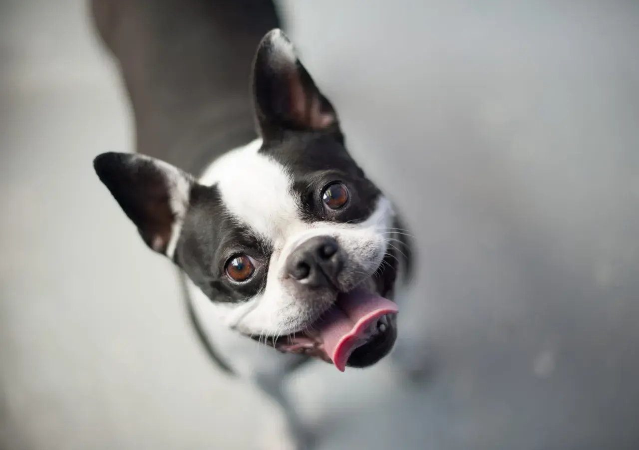 Uśmiechnięty pies rasy Boston Terrier z wystawionym językiem patrzy w górę z radością.