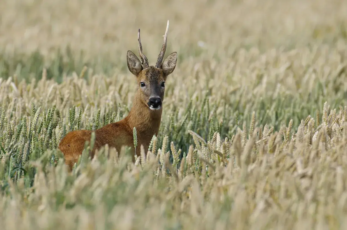 Ein Rehbock steht im Getreidefeld. Die Frage "wann bekommen rehe junge" beschäftigt viele Naturfreunde, die diese Tiere im Frühsommer erwarten.