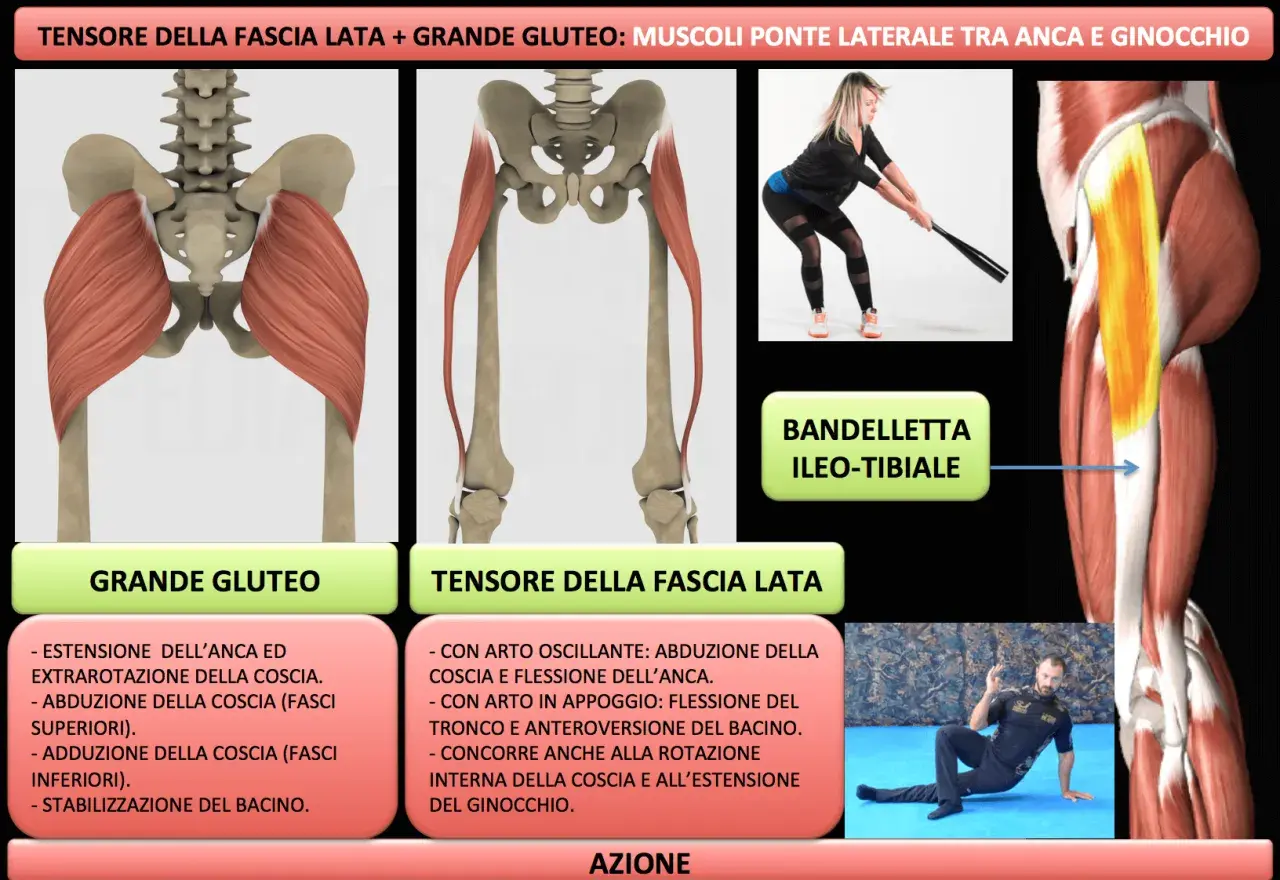 Anatomia del grande gluteo e del tensore della fascia lata, con esercizi per rafforzare i muscoli.