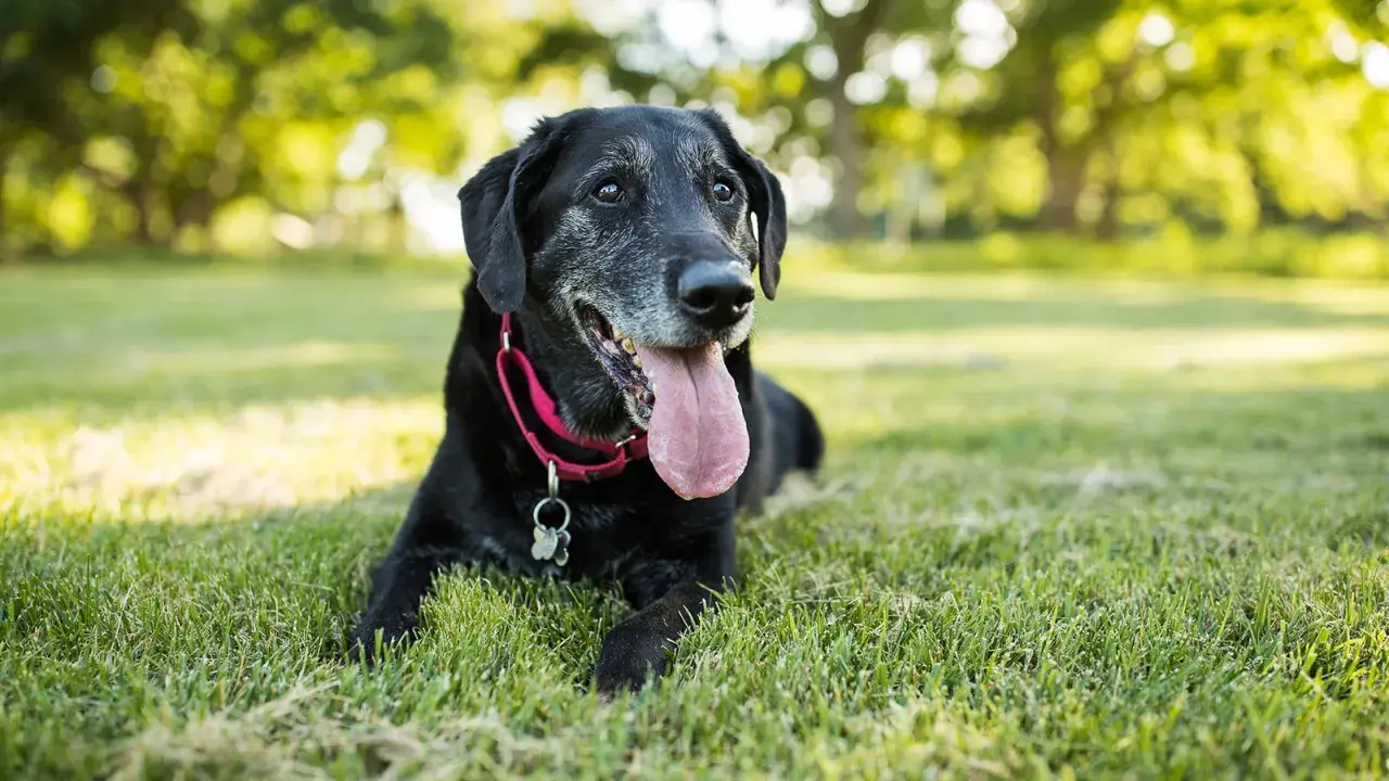 A senior black lab rests in the grass, its muzzle graying. Observing its teeth and coat can help tell how old a dog is.