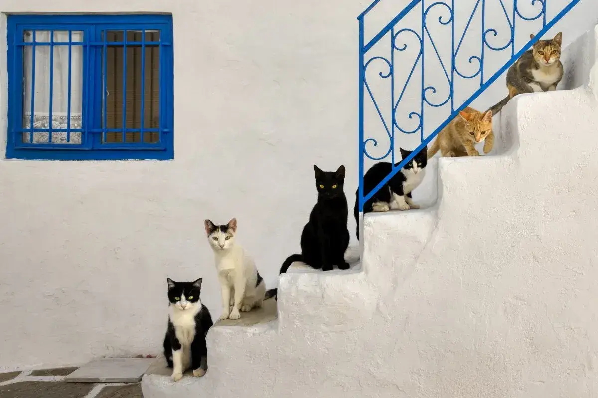 Seis gatos de diferentes colores posan en escalones blancos. ¿Hasta qué edad crecen los gatos?
